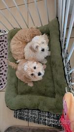 Cuccioli Maltese/Maltipoo