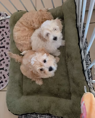 Cuccioli Maltese/Maltipoo