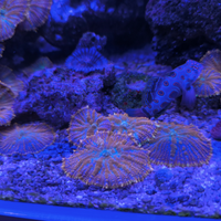 Discosoma superman arancio