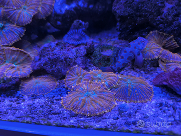 Discosoma superman arancio