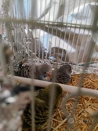 Tre Cocorite baby in blocco