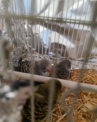 Tre Cocorite baby in blocco
