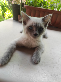 Gattina sacro di birmania