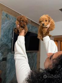 Real barboncino MINITOY E TEACUP