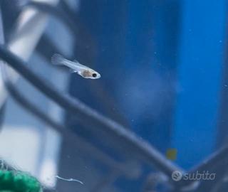Avannotti di Guppy