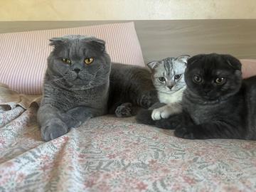 Animali