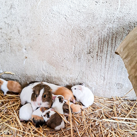 Cavie porcellino D'india