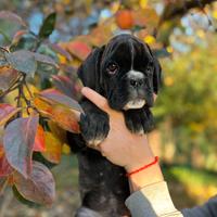 Cuccioli Boxer