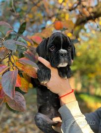 Cuccioli Boxer