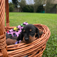 Cuccioli Bassotto tedesco