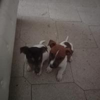Cuccioli di Jack russel