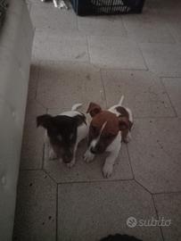 Cuccioli di Jack russel