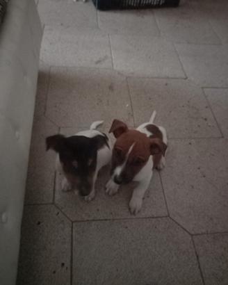 Cuccioli di Jack russel