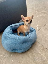 Chihuahua femmina con pedigree