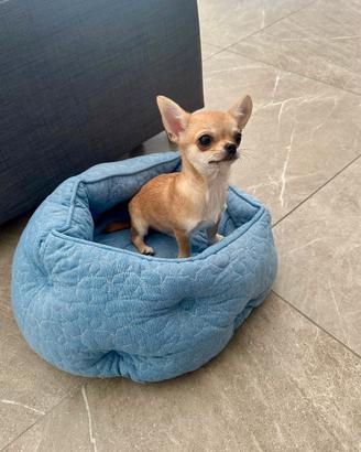 Chihuahua femmina con pedigree