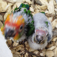 Aratinga auricapilla