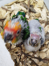 Aratinga auricapilla