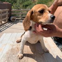 Cucciolo di beagle