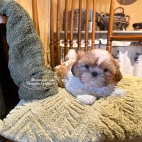 Shihtzu cuccioli