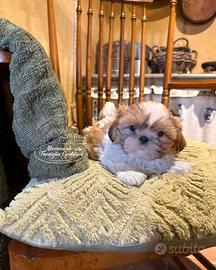 Shihtzu cuccioli