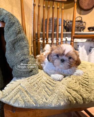 Shihtzu cuccioli