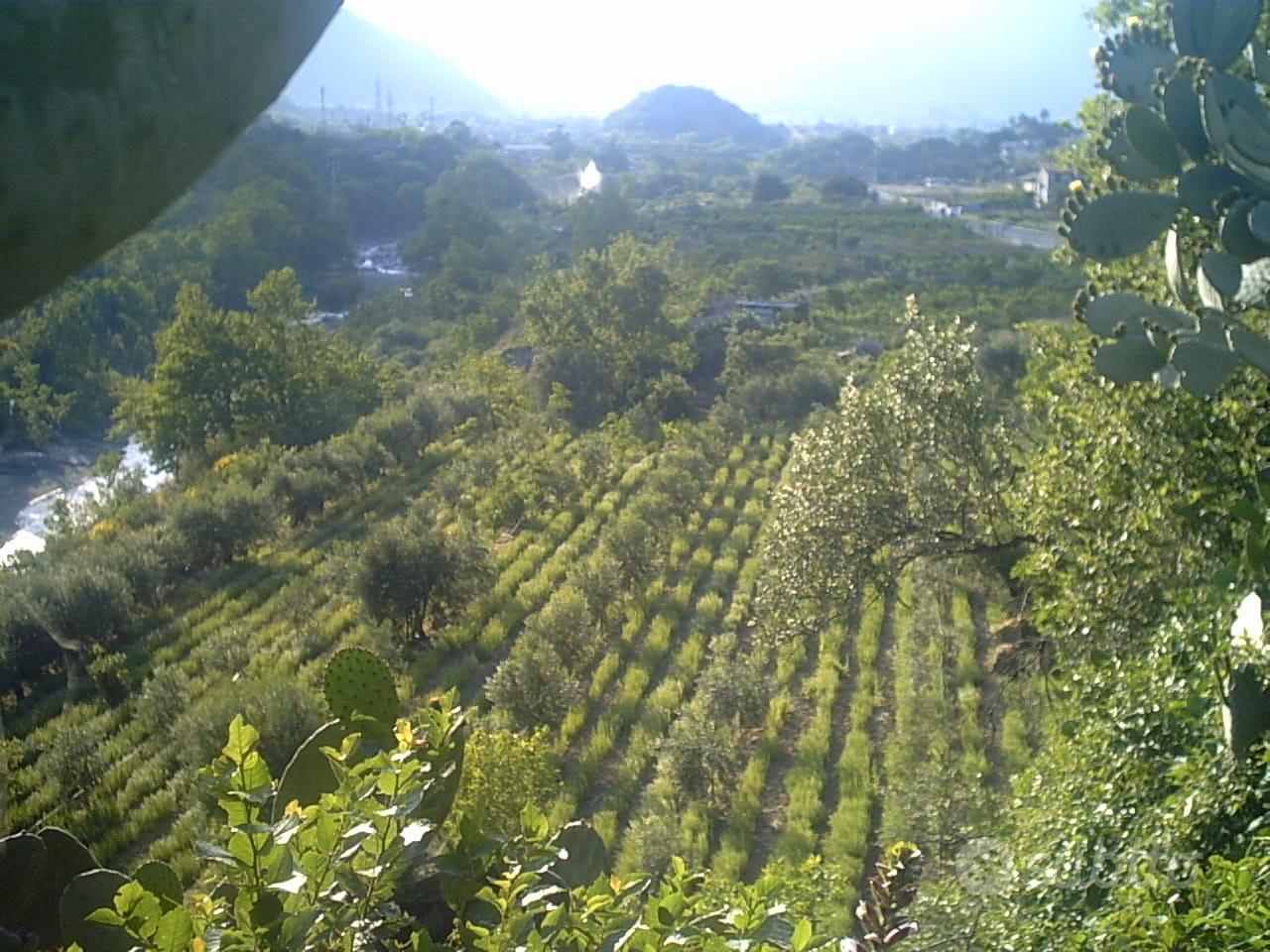 GOLE ALCANTARA terreno agricolo 1 ettaro - Altro