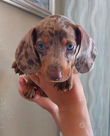 Bassotti nani cuccioli  3 mesi 