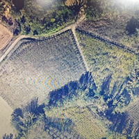 Terreno a vigneto