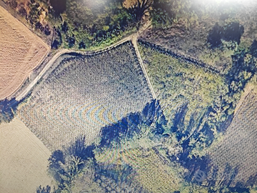 Terreno a vigneto