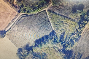 Terreno a vigneto