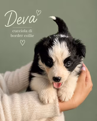 Cucciola border collie