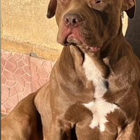 Pitbull