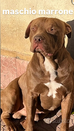 Pitbull
