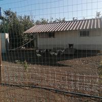 Galline Livorno bianca