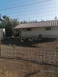 Galline Livorno bianca