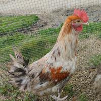 Gallo legbar