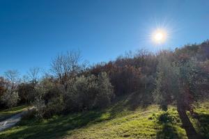 Terreno agricolo uliveto
