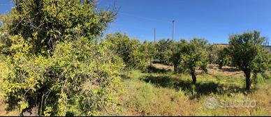 Terreno agricolo 5180 mq a 400 metri dal mare