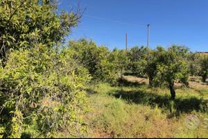 Terreno agricolo 5180 mq a 400 metri dal mare