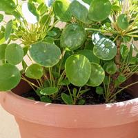 Pilea -pianta delle monete