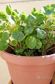 Pilea -pianta delle monete