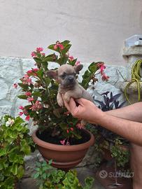 Bulldog Francese
