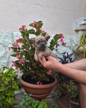 Bulldog Francese