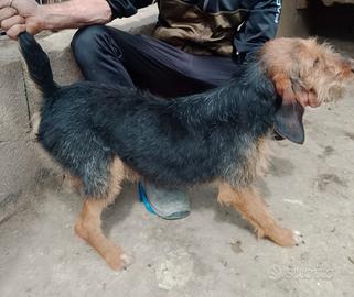 Cucciolone maschio