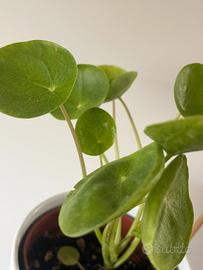 Pilea varietà “mojito”