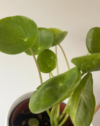 Pilea varietà “mojito”