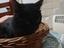 Immagine 5