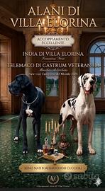 Disponibili cuccioli di Alano nero