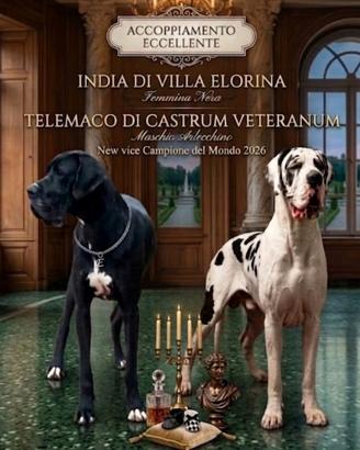 Disponibili cuccioli di Alano nero