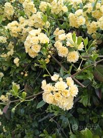 talee rosa BANkSIAE 